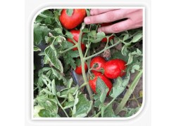 Seminte de tomate BARNUM F1