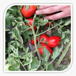 Seminte de tomate BARNUM F1