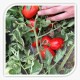 Seminte de tomate BARNUM F1