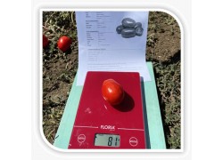Seminte de tomate BARNUM F1