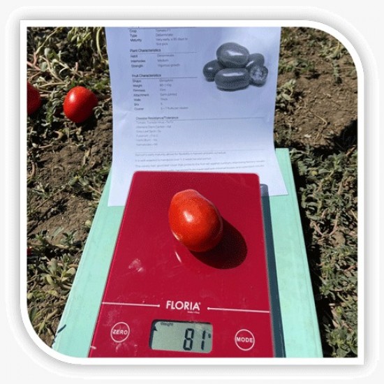 Seminte de tomate BARNUM F1