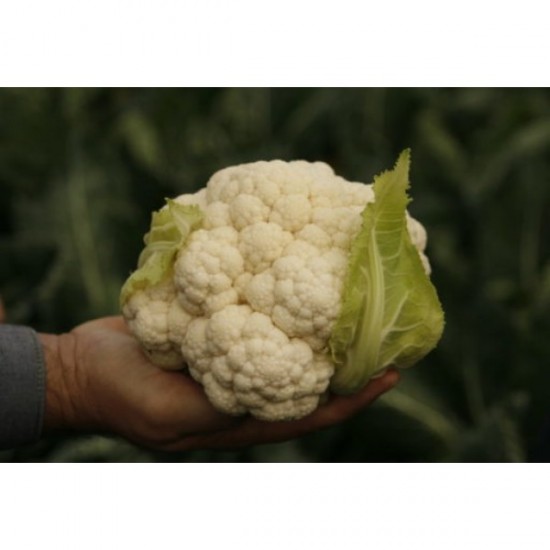 Seminte de conopida BELCOURT F1