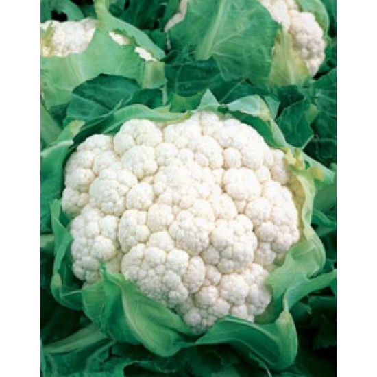 Seminte de conopida BELCOURT F1