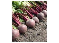 Seminte de sfecla rosie BETTY F1