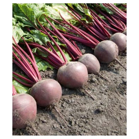 Seminte de sfecla rosie BETTY F1