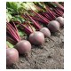 Seminte de sfecla rosie BETTY F1