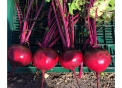 Seminte de sfecla rosie BETTY F1