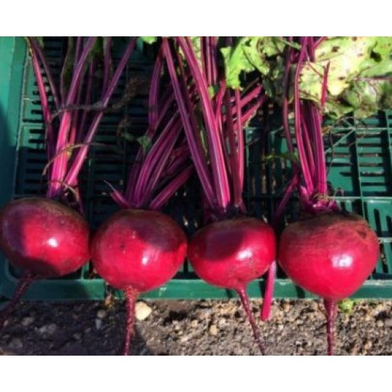 Seminte de sfecla rosie BETTY F1