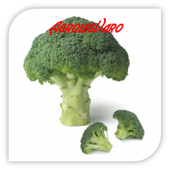 Seminte de broccoli AGASSI F1