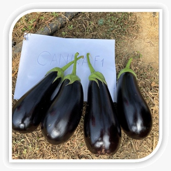 Seminte de vinete CANNA F1