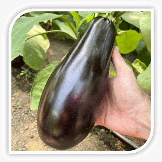 Seminte de vinete CANNA F1