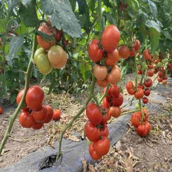 Seminte de tomate CANOVA F1