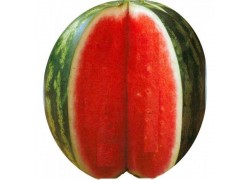 Seminte de pepene verde CARROLL F1