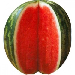 Seminte de pepene verde CARROLL F1