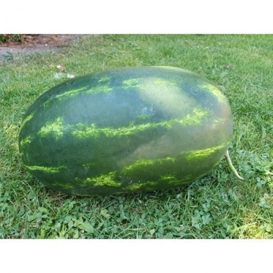 Seminte de pepene verde CESAREA F1
