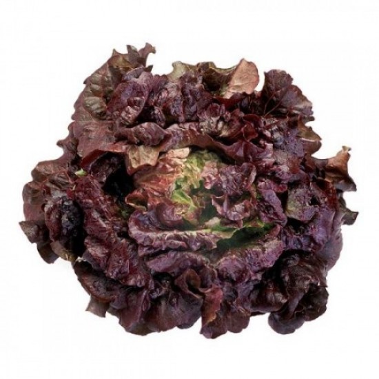 Seminte de salata CHEROKEE drajata