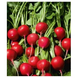 Seminte de ridichi de luna CHERRY BELLE