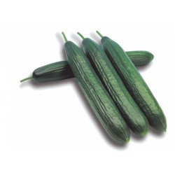 Seminte de castraveti fabio COLUMBIA F1