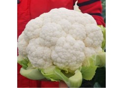 Seminte de conopida CORSARO F1