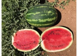 Seminte de pepene verde CRESCENDO F1