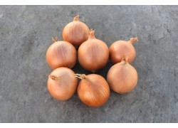 Seminte de ceapa galbena CROCKETT F1 PS