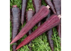 Seminte de morcovi DEEP PURPLE