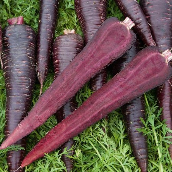 Seminte de morcovi DEEP PURPLE