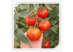 Seminte de tomate ECLIPSE F1