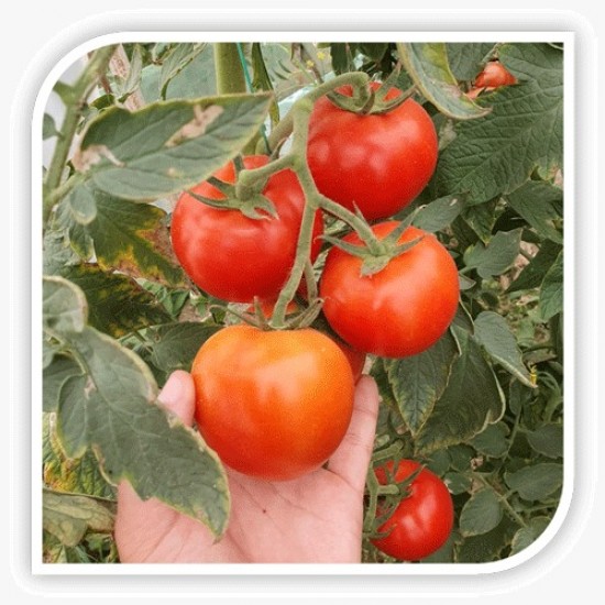 Seminte de tomate ECLIPSE F1