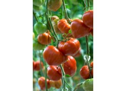 Seminte de tomate GOURMANDIA F1