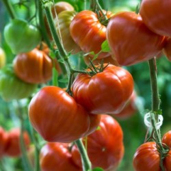Seminte de tomate GOURMANDIA F1