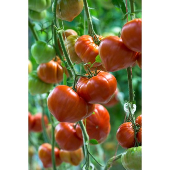 Seminte de tomate GOURMANDIA F1