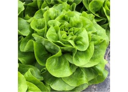 Seminte de salata FABRIS 