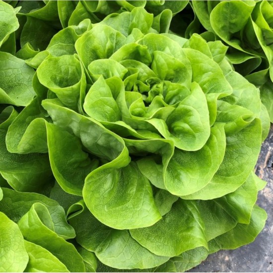 Seminte de salata FABRIS 