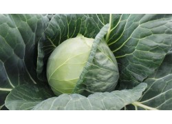 Seminte de varza FARAO F1