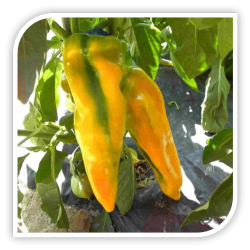 Ardei capia Giubileo F1