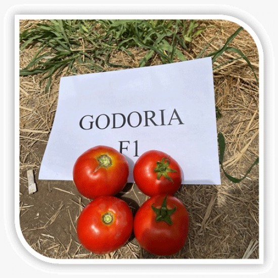 Seminte de tomate GODORIA F1