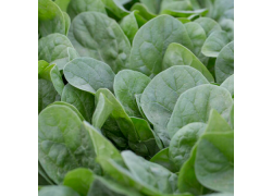 Seminte de spanac GORILLA F1