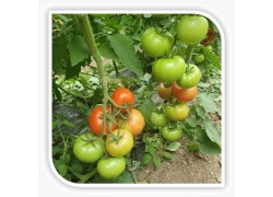 Seminte de tomate HAVANNA F1
