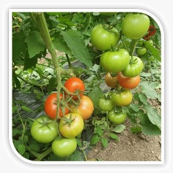 Seminte de tomate HAVANNA F1