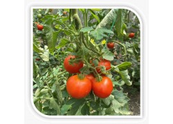 Seminte de tomate HAVANNA F1