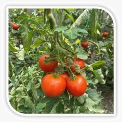 Seminte de tomate HAVANNA F1
