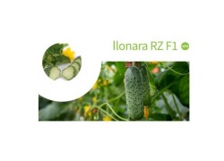 Seminte de castraveti ILONARA F1