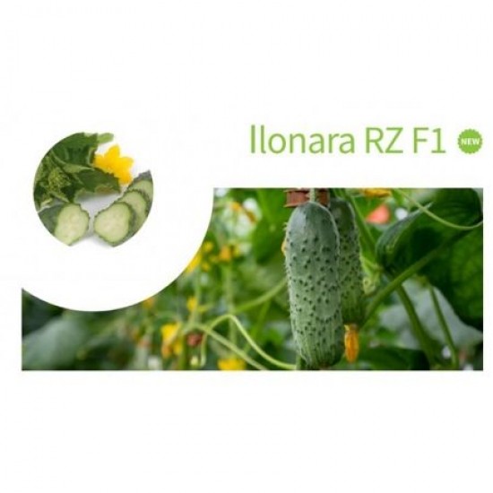 Seminte de castraveti ILONARA F1