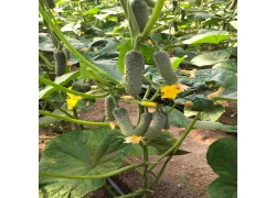 Seminte de castraveti ILONARA F1