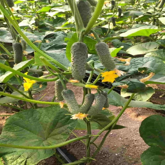 Seminte de castraveti ILONARA F1