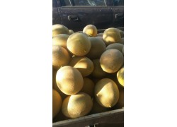 Seminte de pepene galben JAGUAR F1