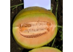 Seminte de pepene galben KALYNA F1