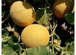 Seminte de pepene galben KARPATOS F1