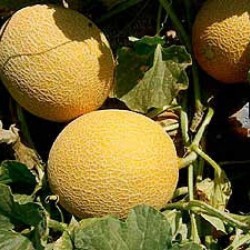 Seminte de pepene galben KARPATOS F1